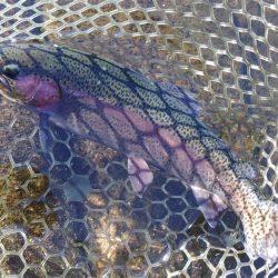 高原の管理釣り場で夏のトラウト ～平谷湖フィッシングスポット～